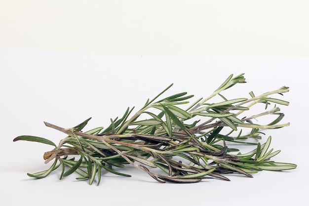 Photo rosemary herb green fragrant branch on white background