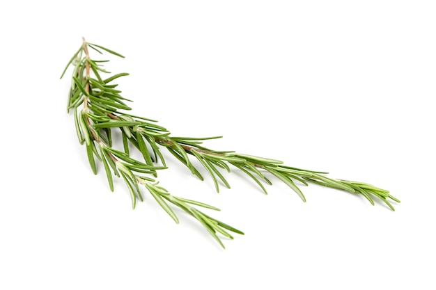 Rosemary herb leaves isolated on white background