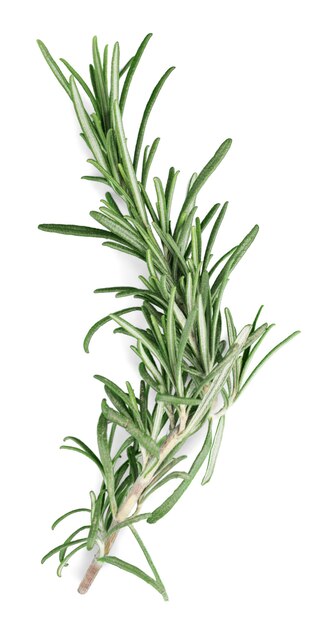 Rosemary herb plant green branch leaves leaf