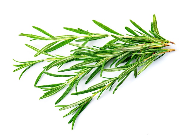 Rosemary herbal on white backgrounds.