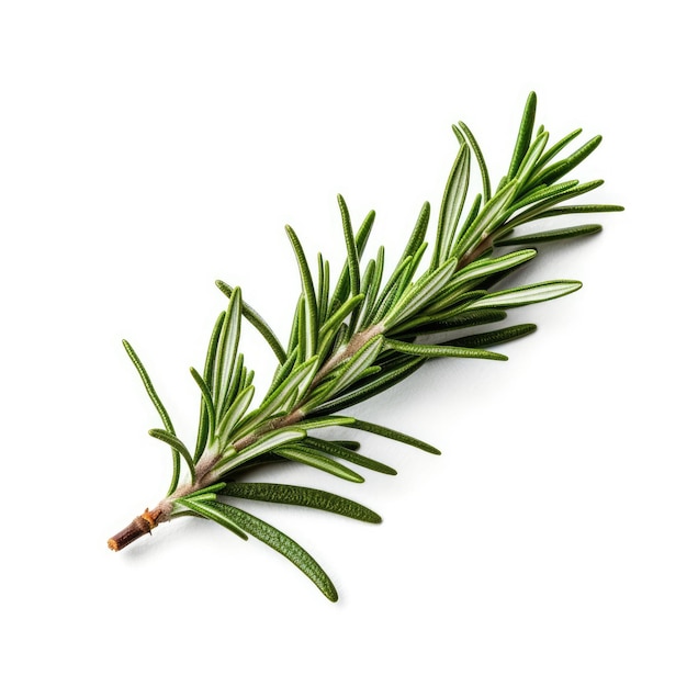 Rosemary isolated on white background generative AI