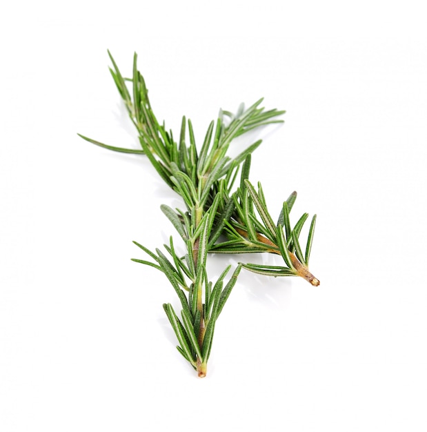 Photo rosemary isolated on white background