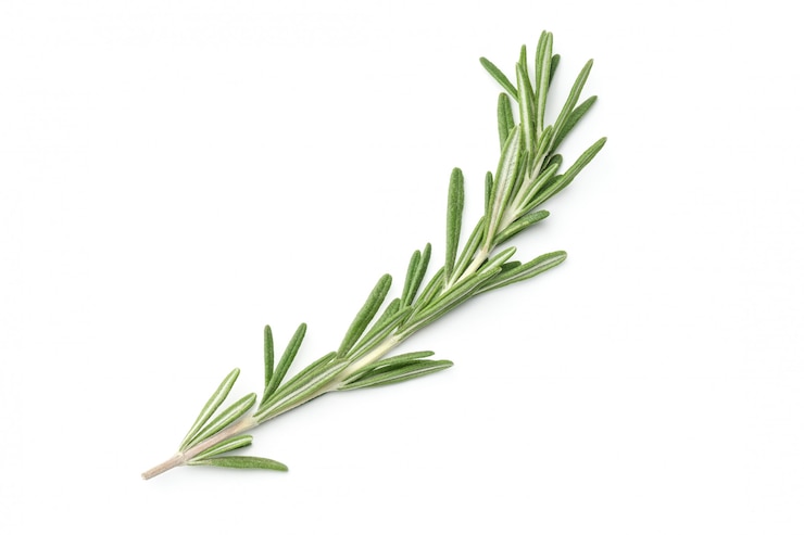 Photo rosemary isolated on white background