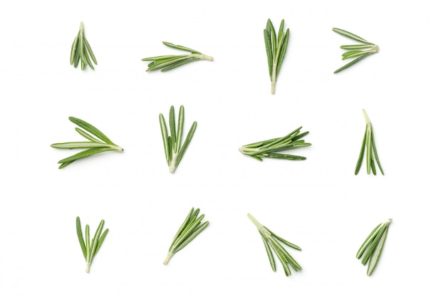 Photo rosemary isolated on white background