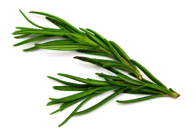 Rosemary isolated on white background