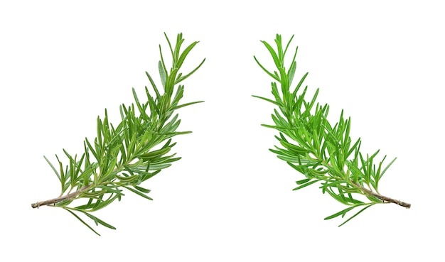 Rosemary isolated on white background