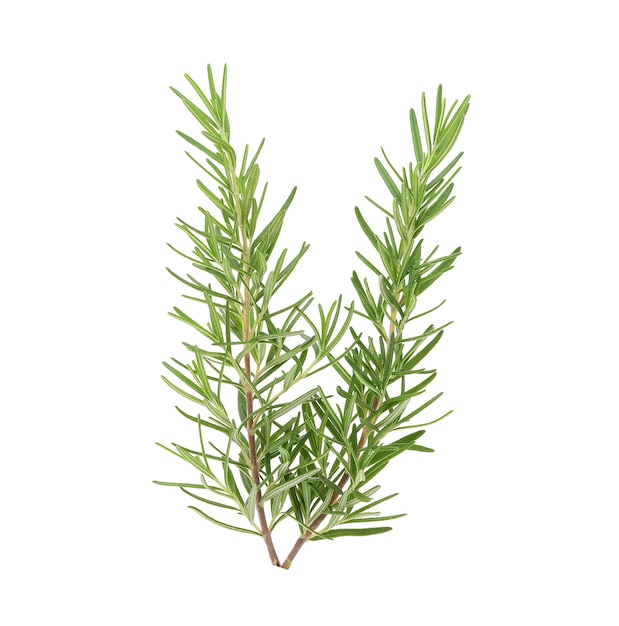 Rosemary isolated on white background