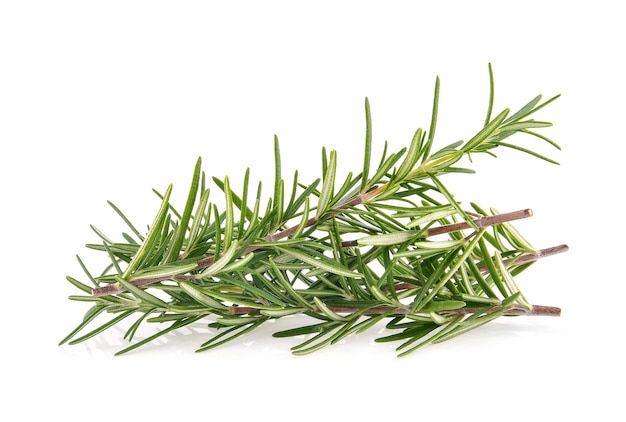 Rosemary isolated on white background