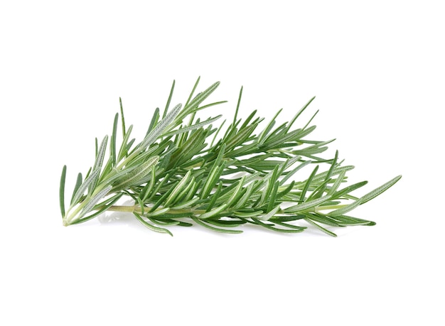 Rosemary isolated on white background