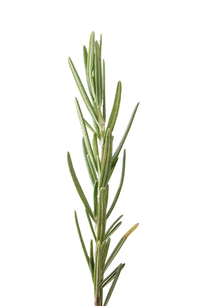 Rosemary isolated on white background