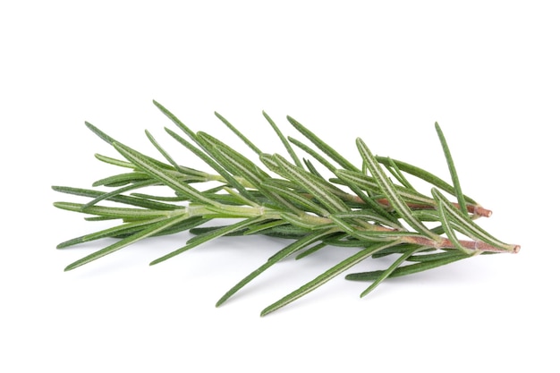 Rosemary isolated on white background