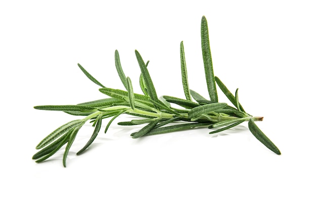 Photo rosemary isolated on white background