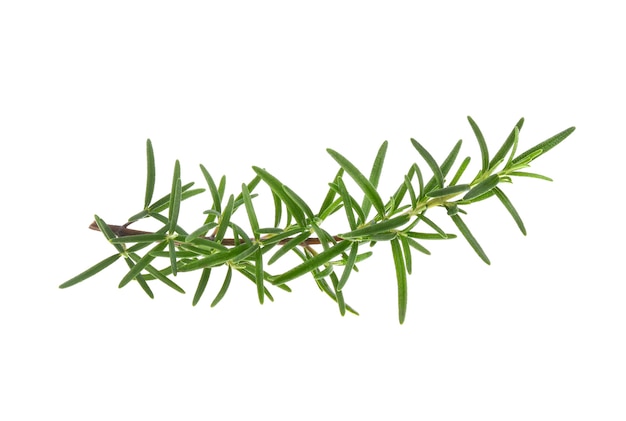 Rosemary isolated on white background