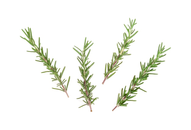 Rosemary isolated on white background