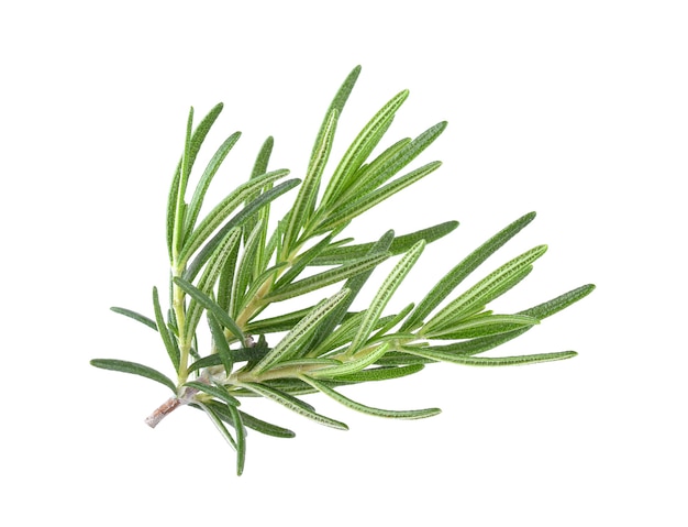 Rosemary isolated on white background