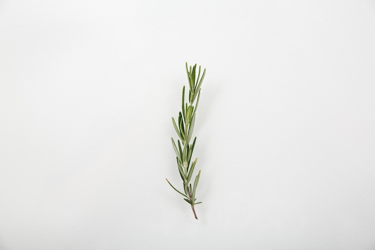 Photo rosemary isolated in white background