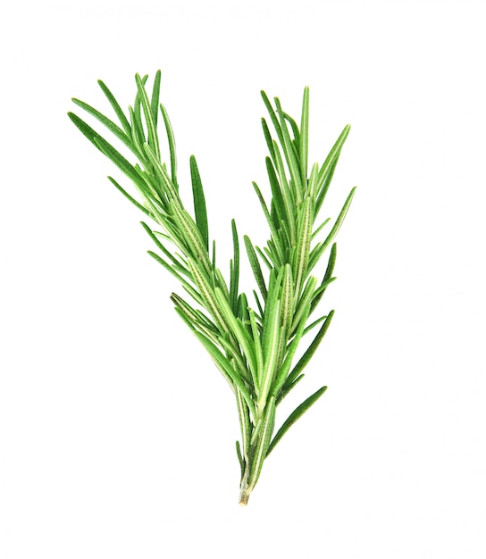 Photo rosemary isolated on white background