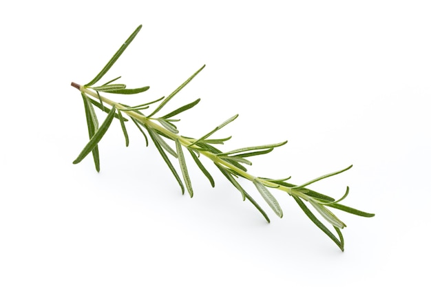 Rosemary isolated on white surface, Top view.