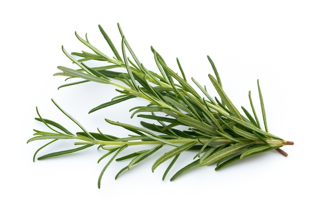 Rosemary isolated on white