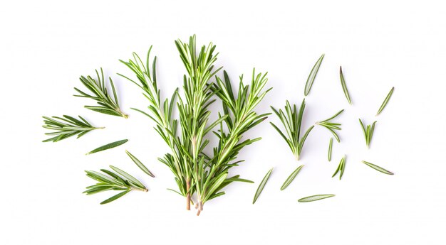 Rosemary isolated on white