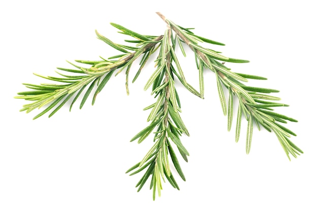 Rosemary isolated on white,