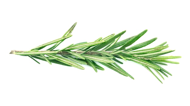 Rosemary isolated on white