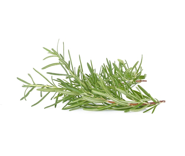 Rosemary isolated on white.