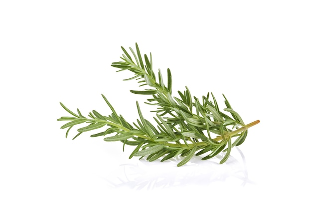 Rosemary isolated on white