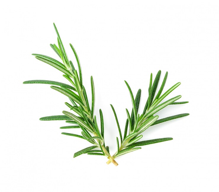 Photo rosemary isolated on white