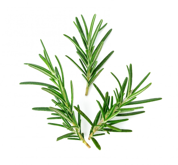 Rosemary isolated on white