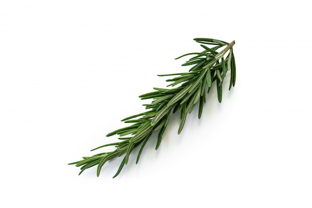 Photo rosemary on isolated white