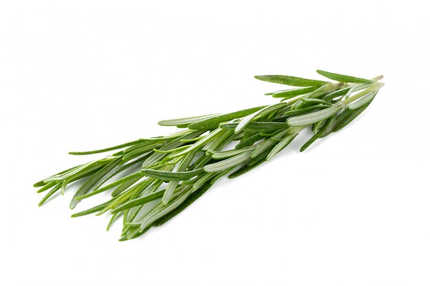 Rosemary isolated on white