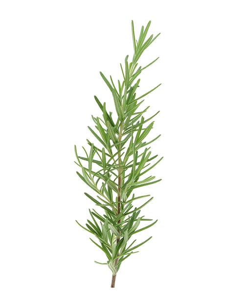 Rosemary isolated