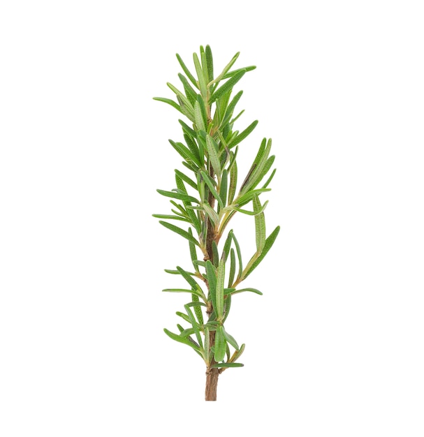 Rosemary isolated