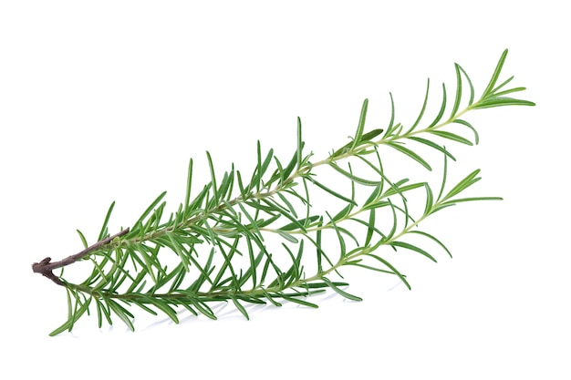 Rosemary isolated