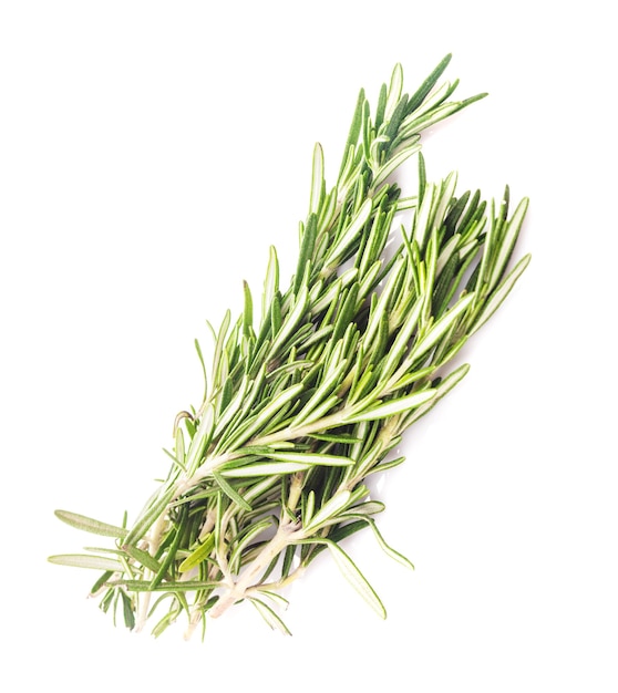 Rosemary leaf isolated on white background