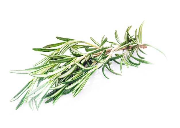 Rosemary leaf isolated on a white background