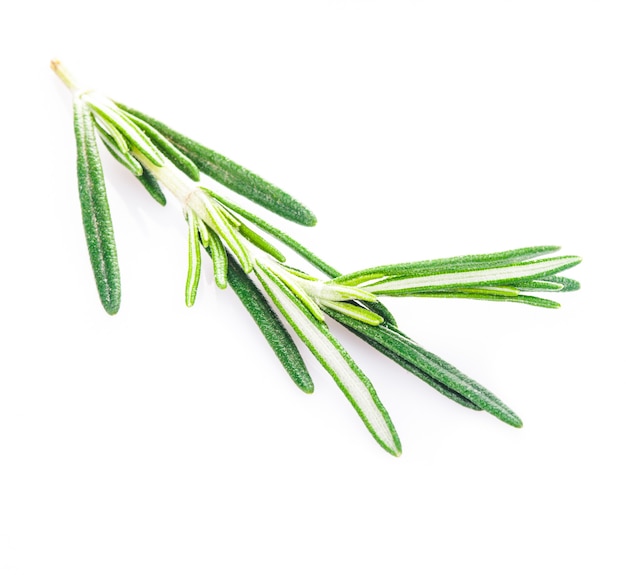 Rosemary leaf isolated on a white background