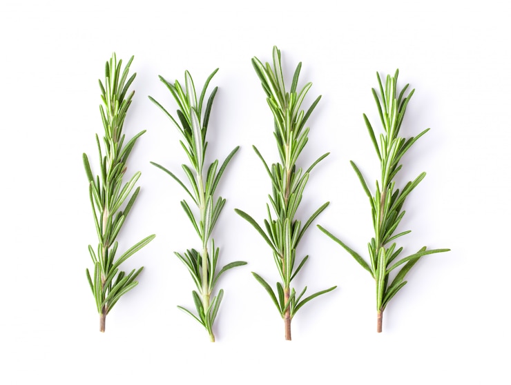 Photo rosemary leaves isolated