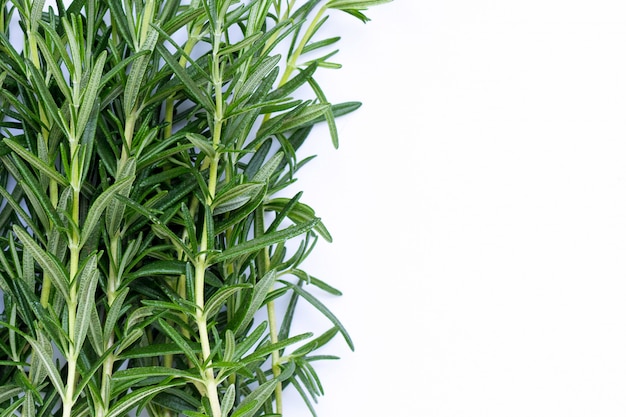 Rosemary leaves on white background.