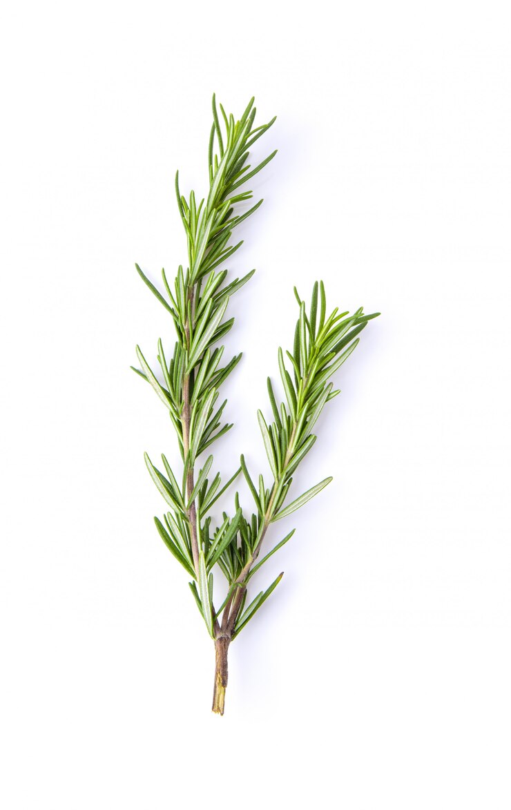 Photo rosemary leaves on white