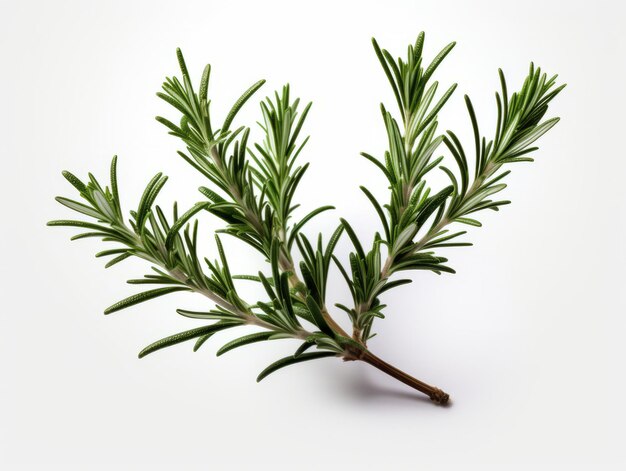 Rosemary leaves