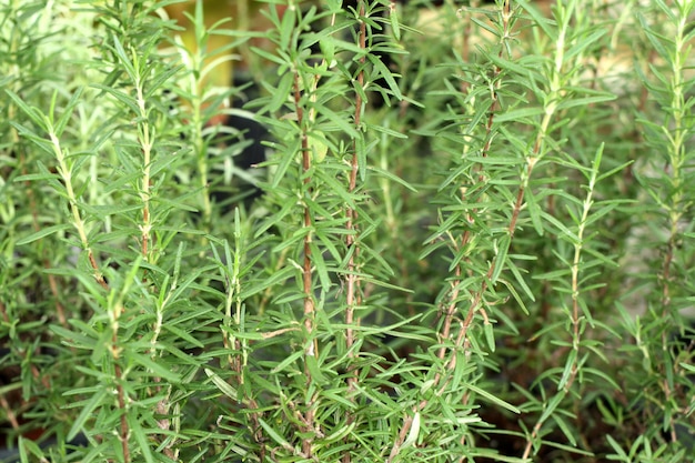 Rosemary plant in garden