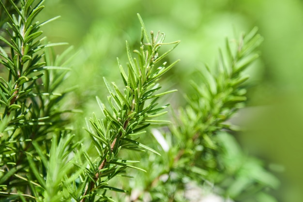 ローズマリーの植物の葉、庭の自然の緑の背景