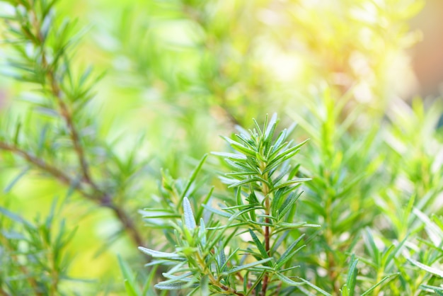 Rosemary plant leaves in the garden