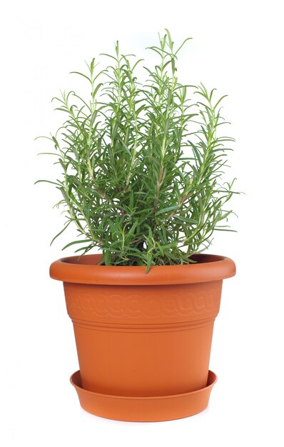 Rosemary plant in plastic pot