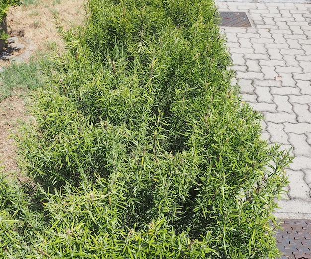 Rosemary plant Rosmarinus