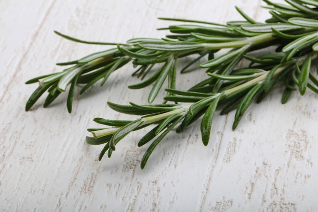 Rosemary plant