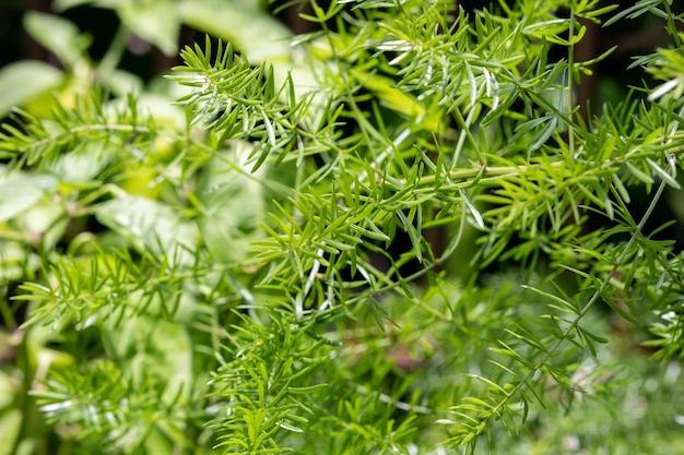 Rosemary plantation in a garden