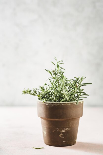 Rosemary in a pot